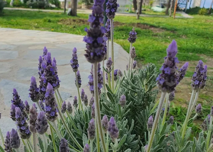 Doukas By The Sea-little Paradise-beachfront Διαμέρισμα