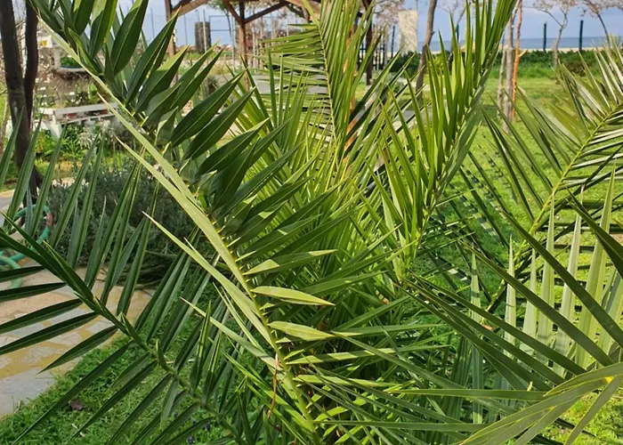 Doukas By The Sea-little Paradise-beachfront * Skala Marion